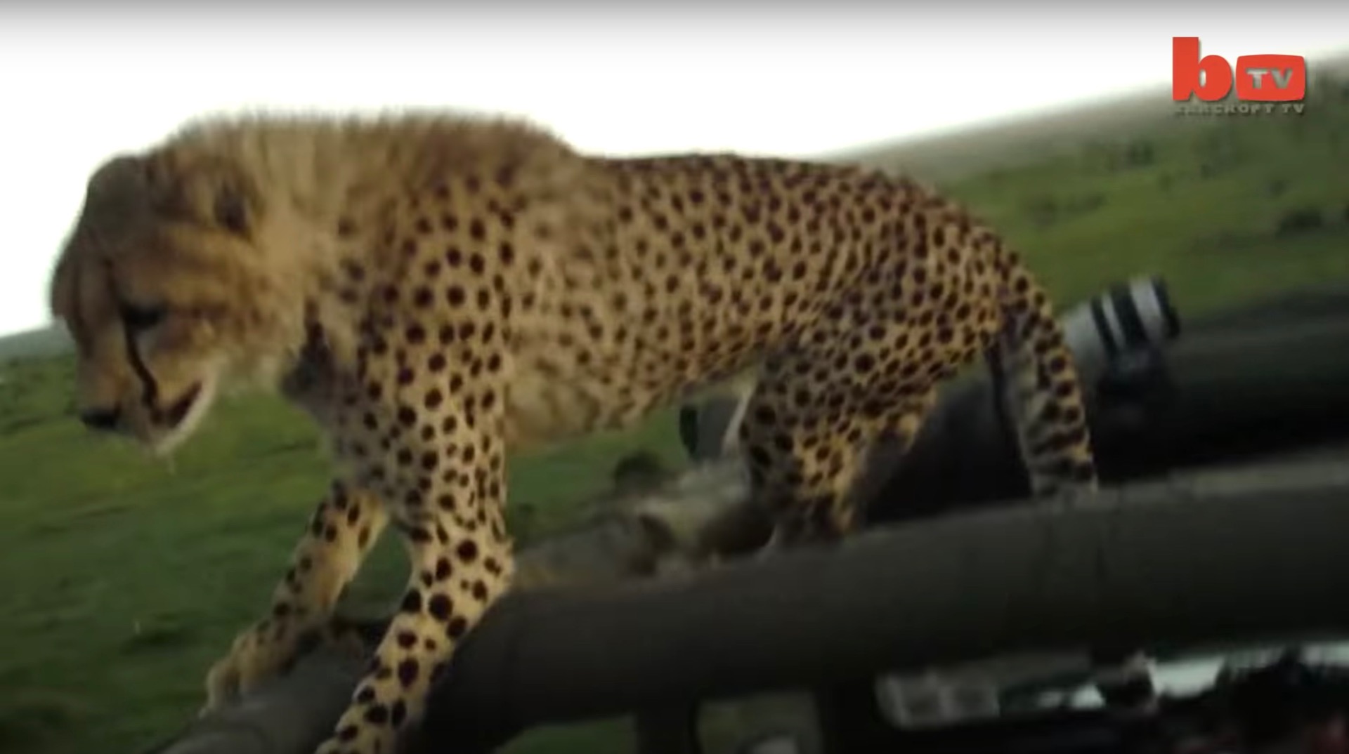 ジープの上でチーター足踏み外し、”猿も木から落ちる”を地で行く ｜ ガジェット通信 GetNews