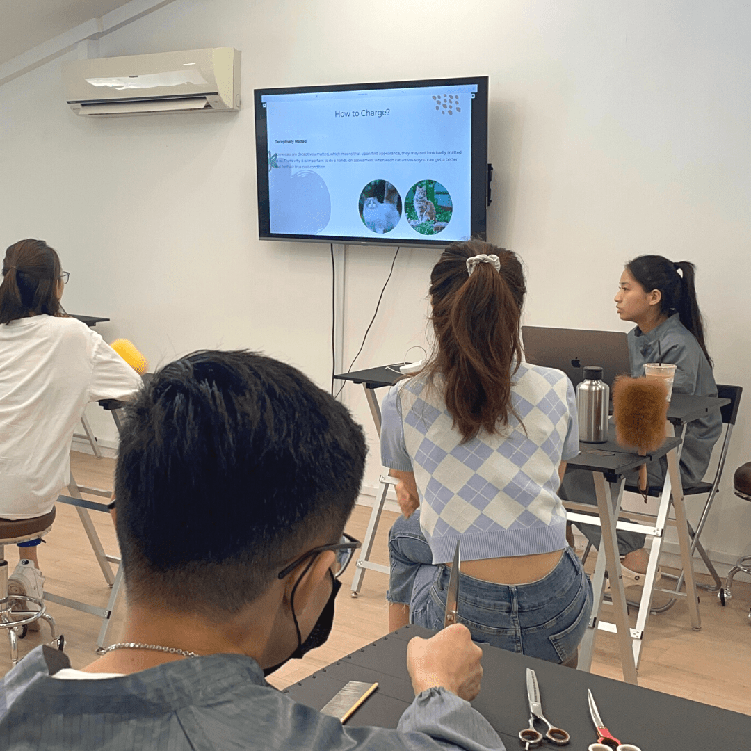 Professional Cat Grooming Course Nekomori Cat Grooming Salon