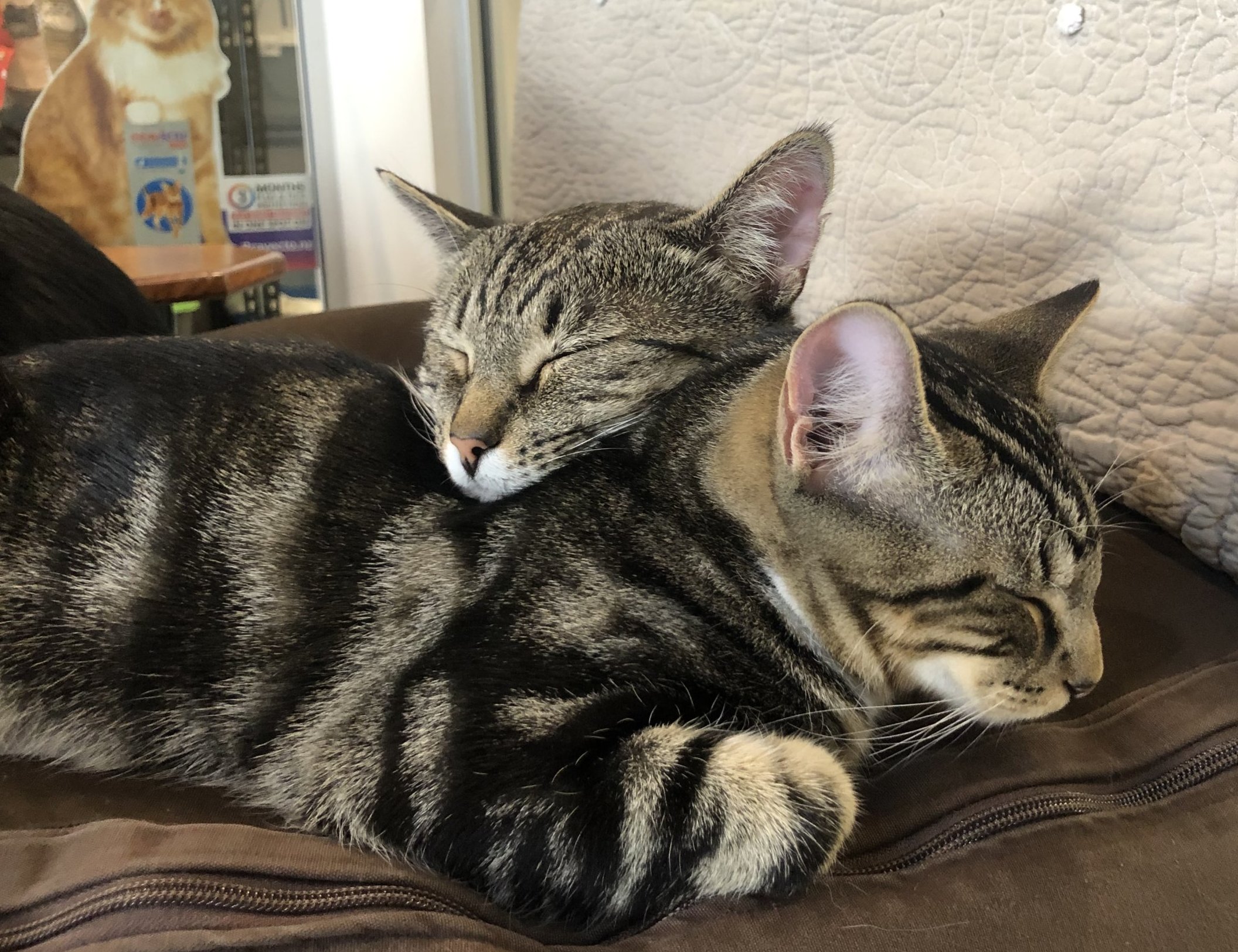 Neko Ngeru Cat Adoption Cafe Lower Hutt Wellington