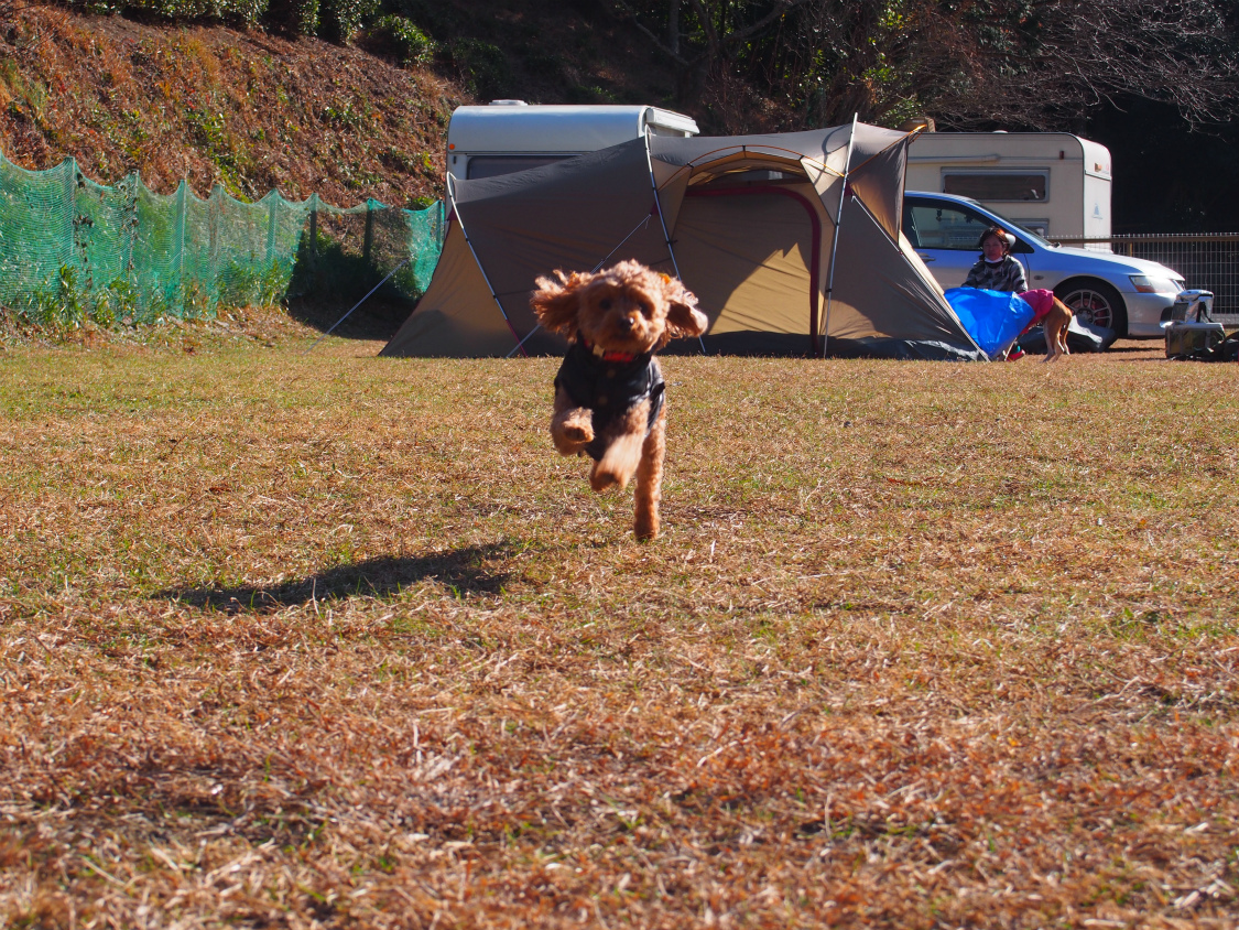 犬連れに便利なドッグフリー（柵付き）サイトのあるキャンプ場一覧｜ねこんこ2