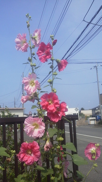 立葵
