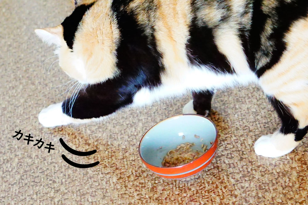 「後で食べるにゃ」はちょっと違う！猫がご飯に砂をかけ隠す意味とは？ ネコビュー