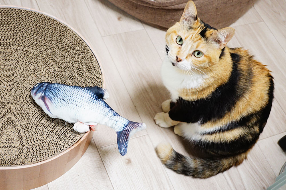 動画あり！動く魚のおもちゃ(ダンシングフィッシュ)をレビュー！猫の反応は？ ネコビュー