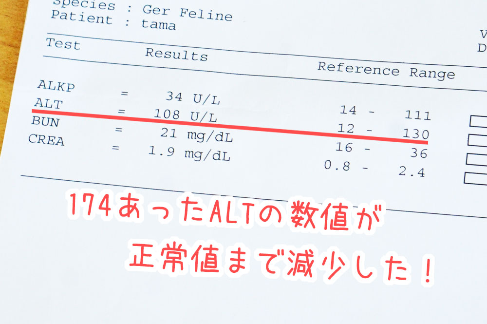 肝臓が悪い猫にロイヤルカナンの肝臓サポートを食べさせた結果！【口コミレポ】 ネコビュー