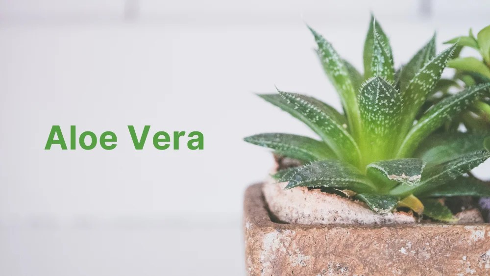 10 Plants That Produce Oxygen at Night