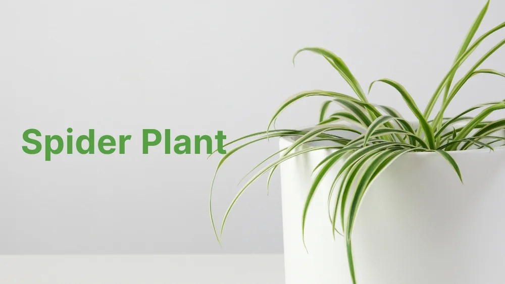 10 Plants That Produce Oxygen at Night