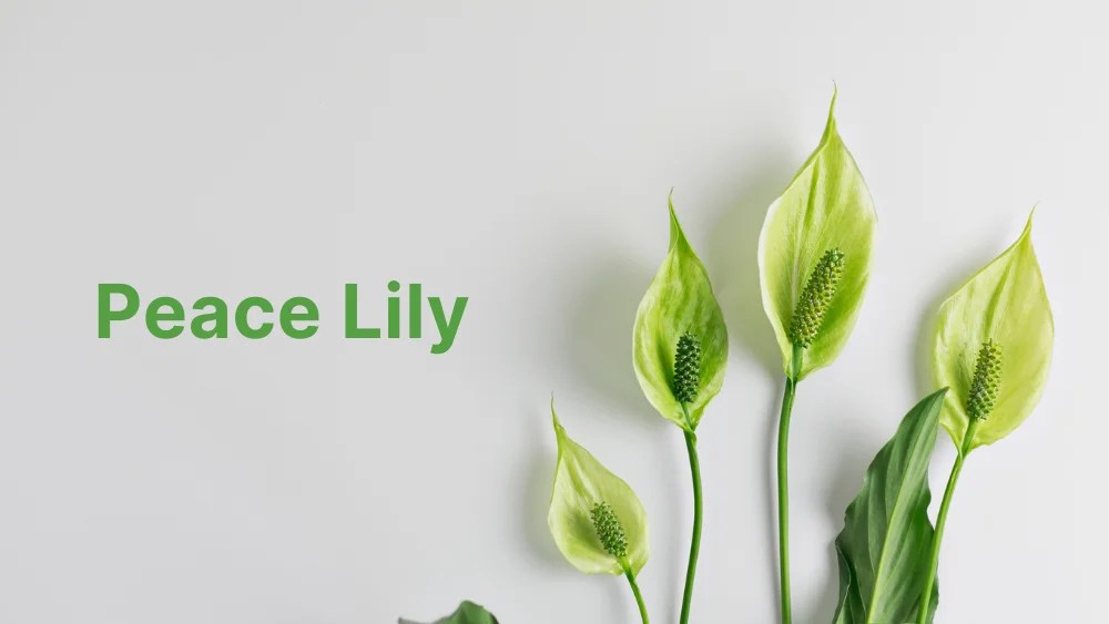 10 Plants That Produce Oxygen at Night