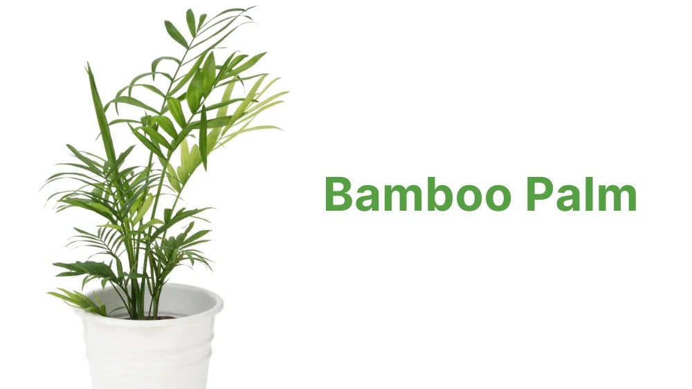 10 Plants That Produce Oxygen at Night