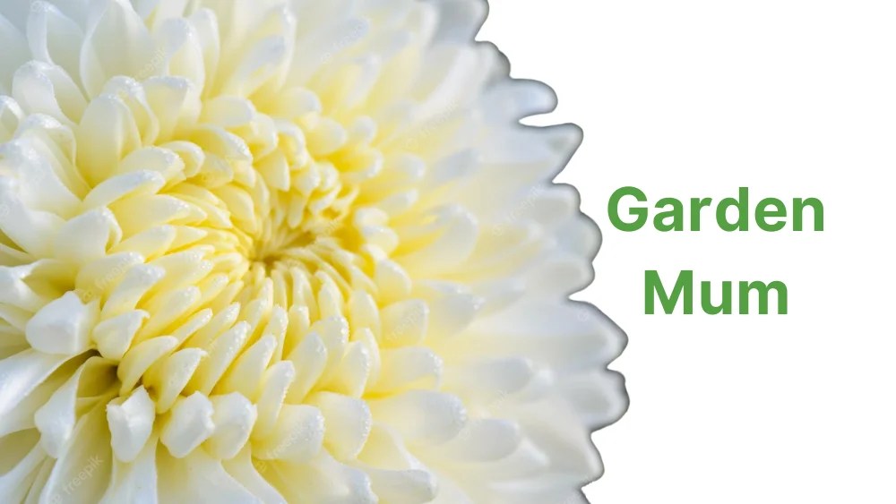 10 Plants That Produce Oxygen at Night