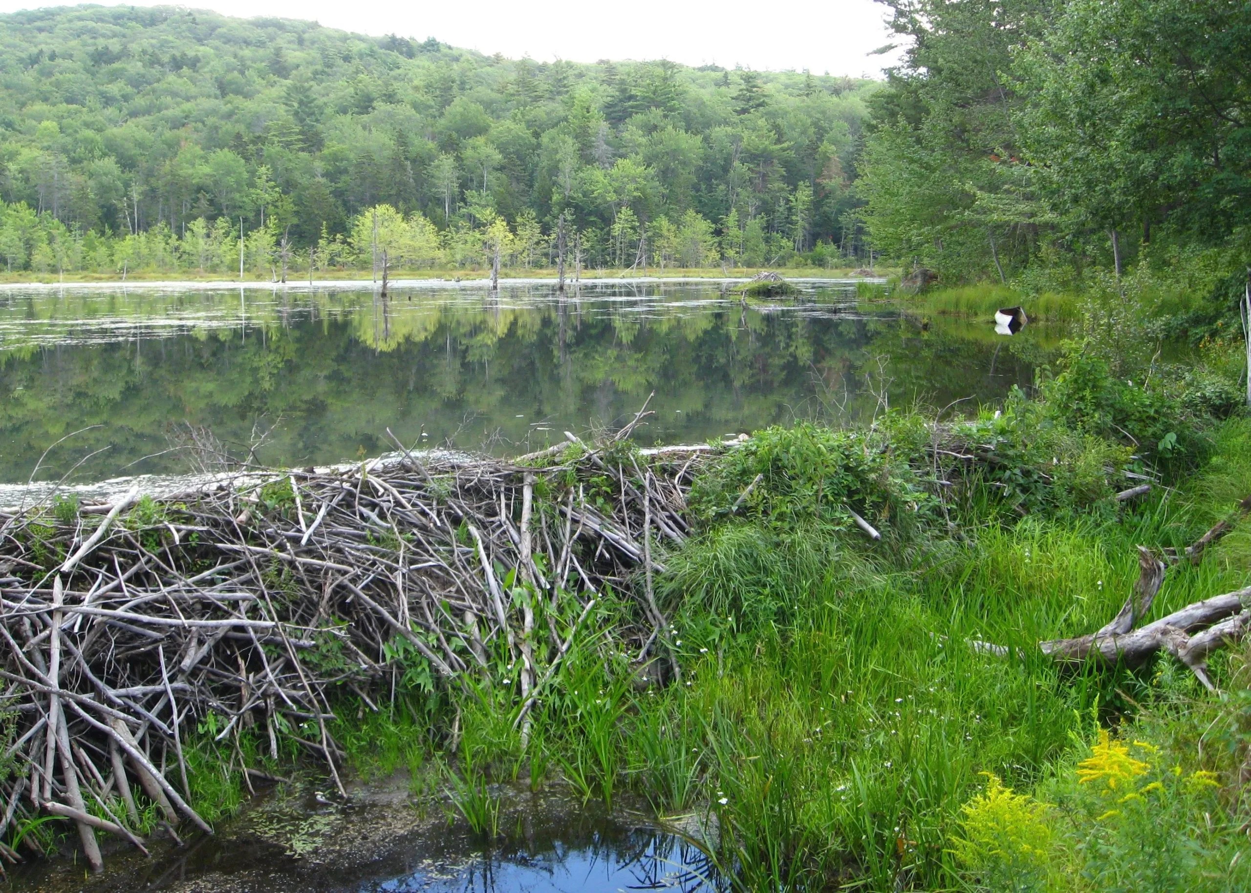 Granite Lake to Nelson Nelson In Common