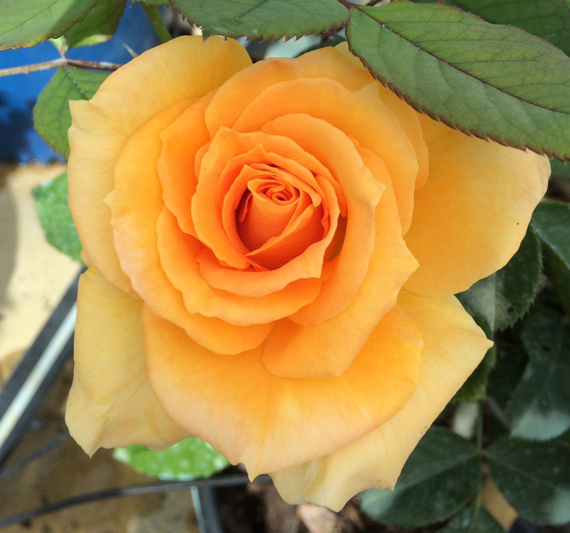 Yellow Nelson's Florida Roses