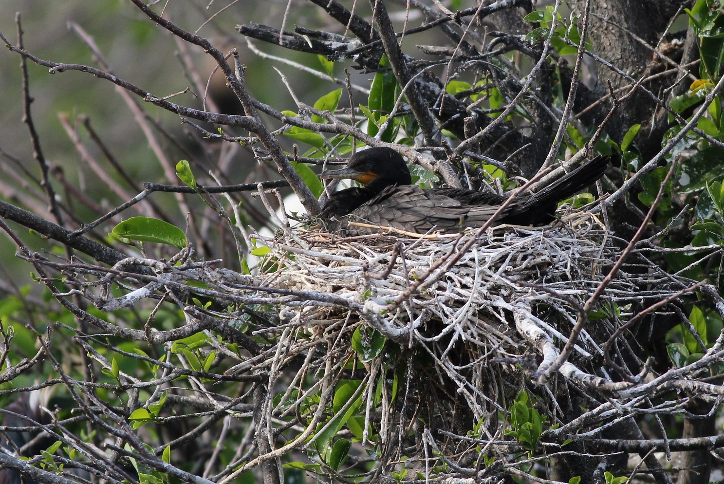 Neotropic Cormorant - Wakodahatchee Wetlands, Florida by Alex