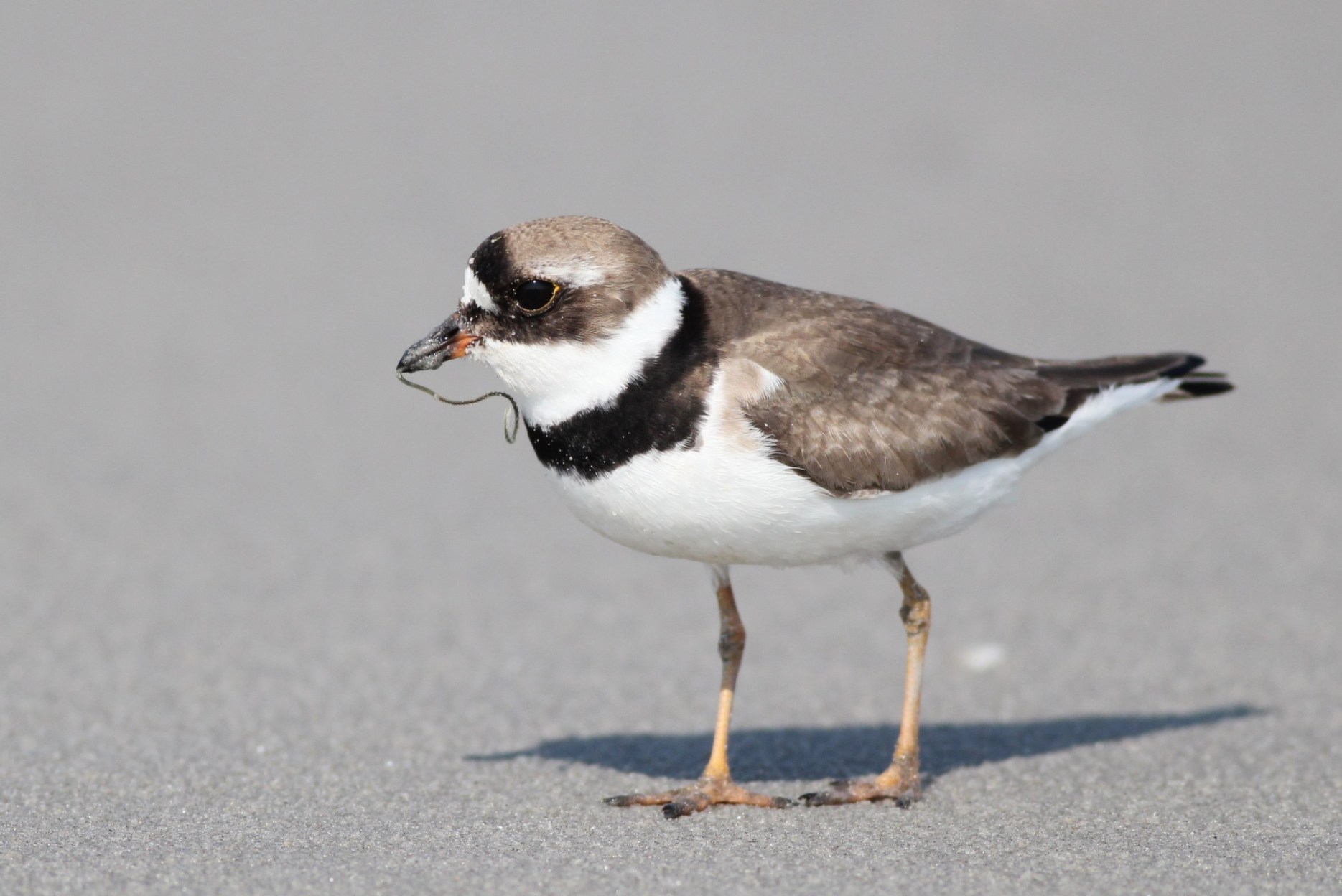 Semipalmated Plover with its delicious worm (Photo by Alex Lamoreaux)
