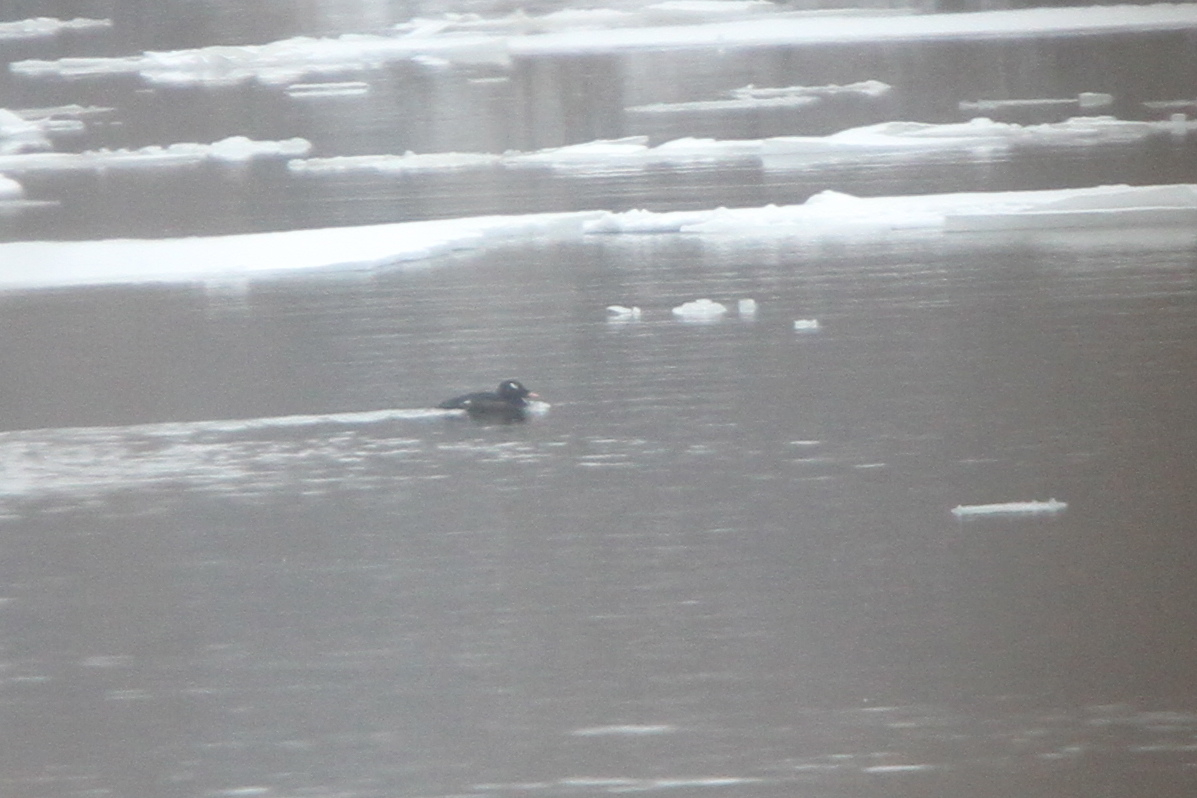 Adult male White-winged Scoter in DuPage County (Photo by Nathan Goldberg)