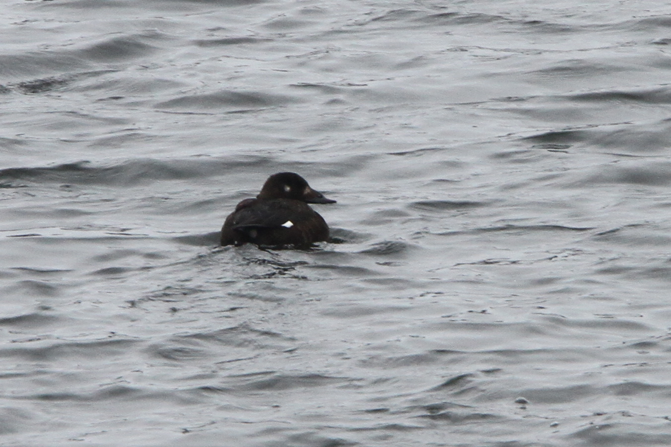 White-winged Scoter in DuPage County (Photo by Nathan Goldberg)