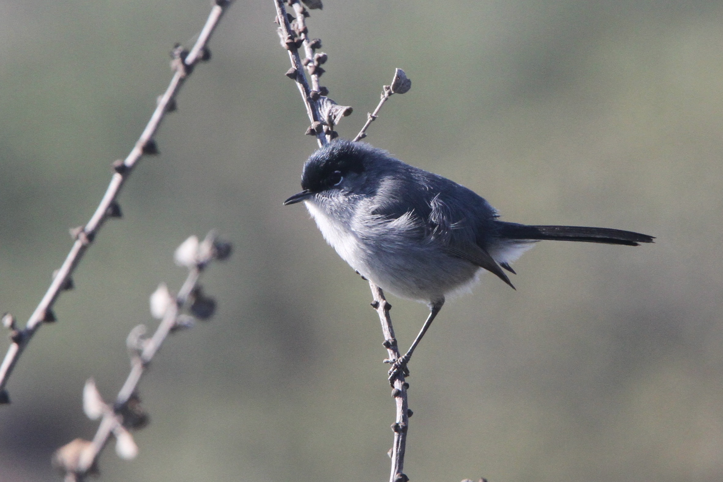 Male California Gnatcatcher (Photo by Nathan Goldberg)
