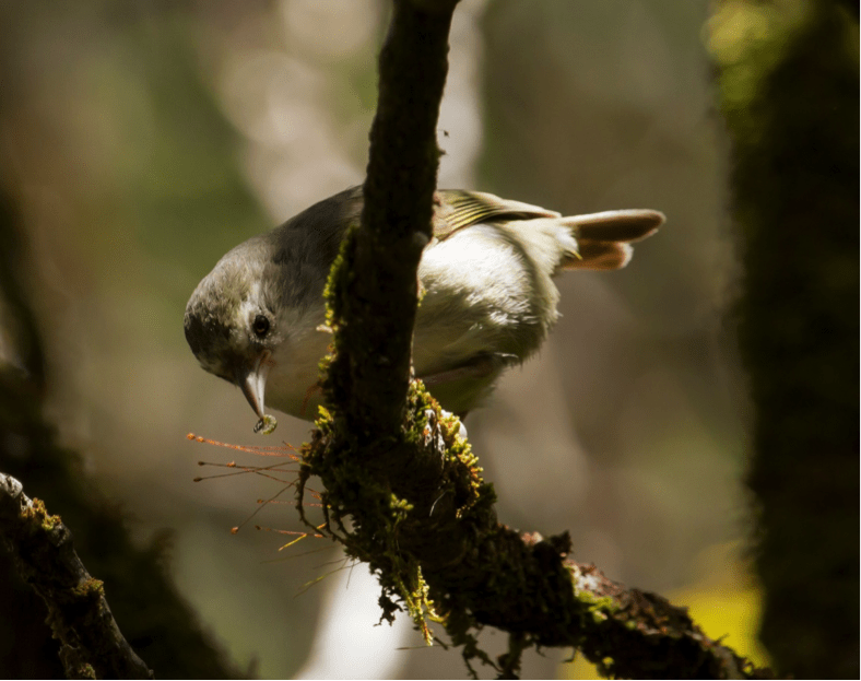 The endangered Akikiki, or Kauai Creeper, searches under moss and bark for grubs to eat. Photo by Robby Kohley.