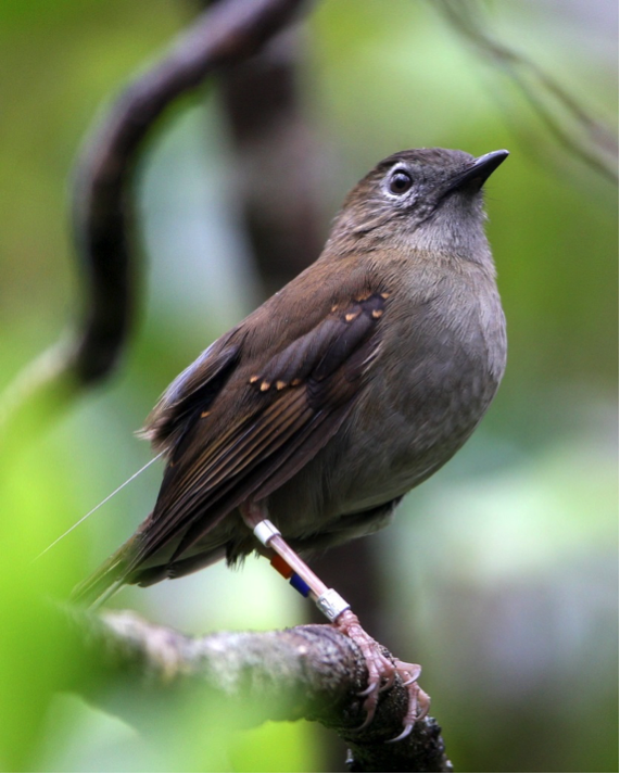 The endangered Puaiohi, or Small Kauai Thrush, is the island's only remaining native fruit-eating and seed dispersing animal. Photo by Mike Teruya.