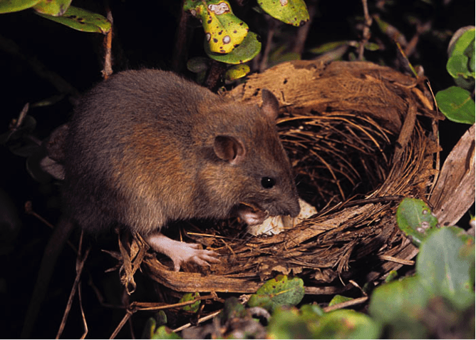Rat predating songbird nest. Photo by Jack Jeffrey.