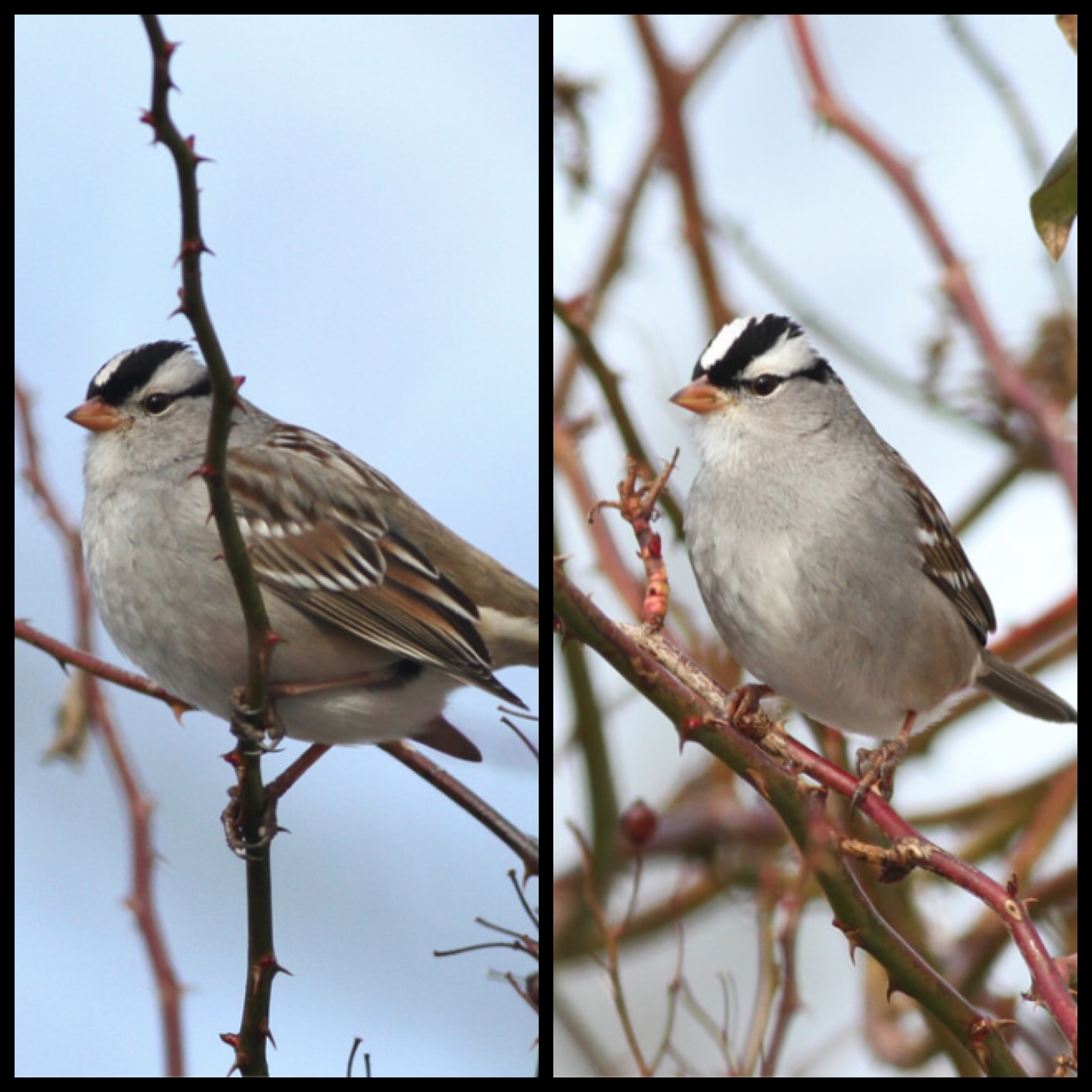 Gambel's (left) versus Eastern (Photo by Alex Lamoreaux)