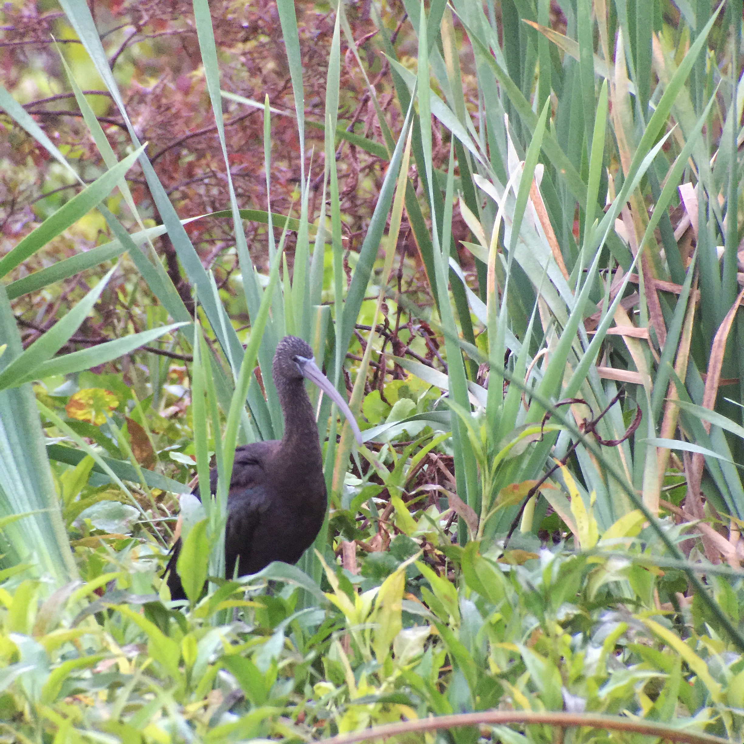 Glossy Ibis - Tim Schreckengost