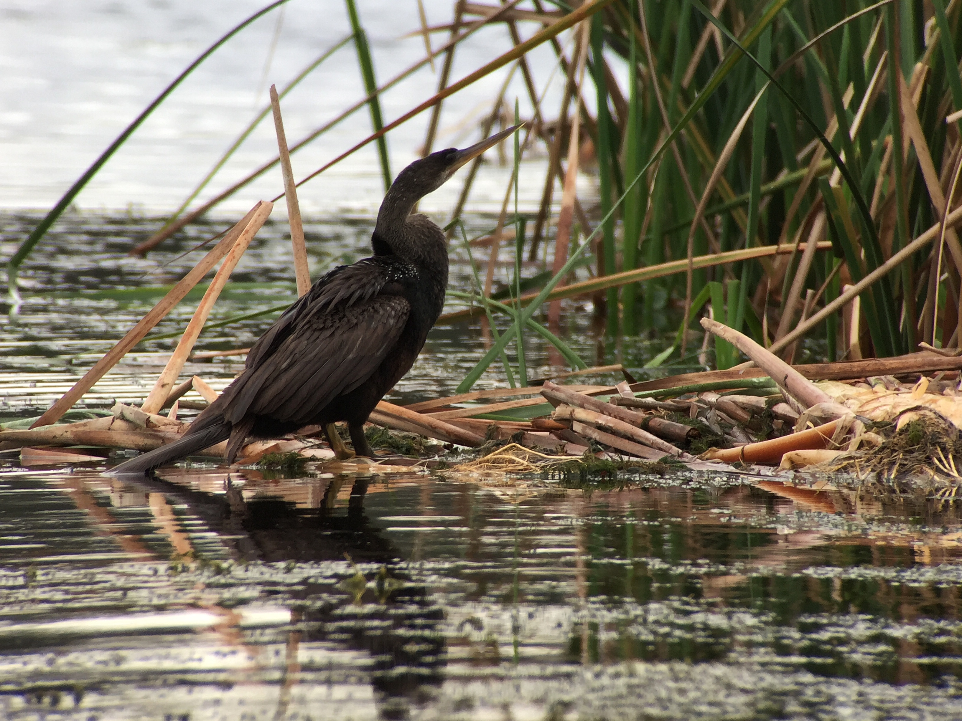 Anhinga - Tim Schreckengost