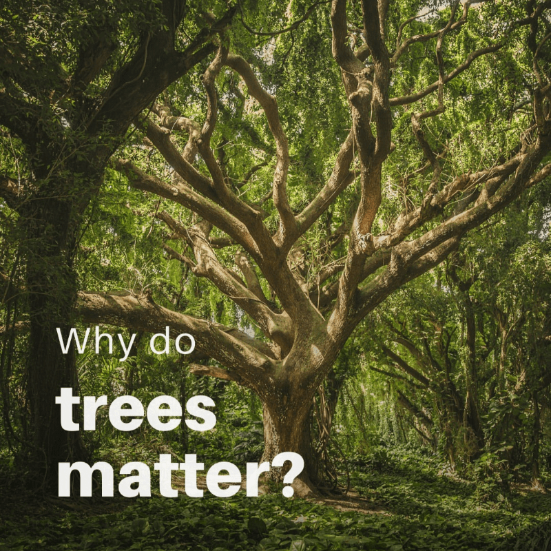 treesmatter The NEN North Edinburgh News