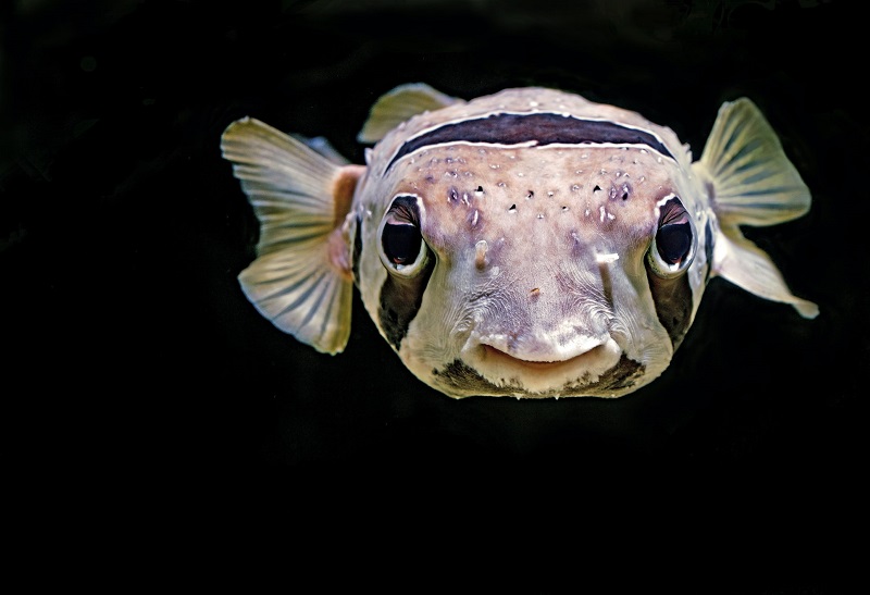 夏だ！海の生き物作ろう！