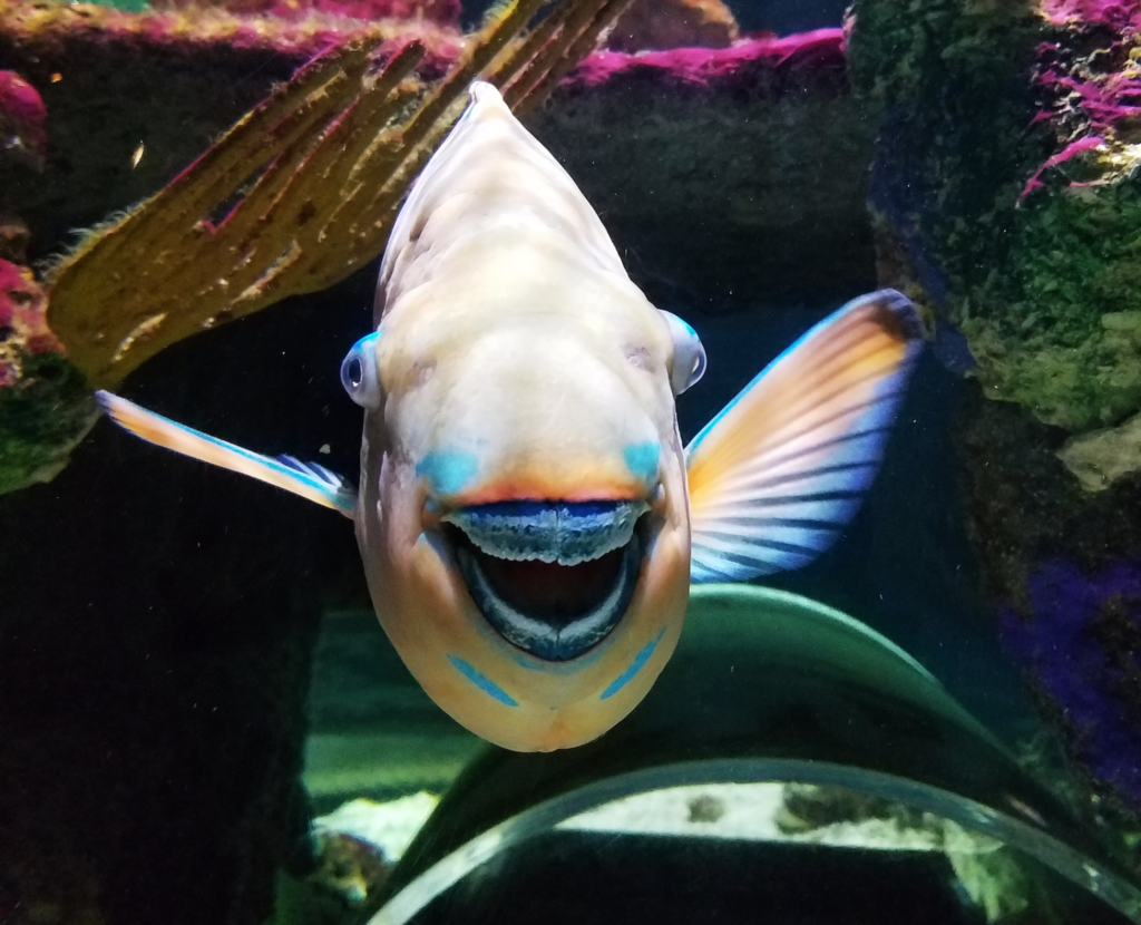 夏だ！海の生き物作ろう！
