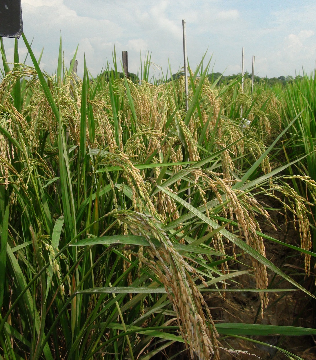New rice varieties to cheer up Assam farmers