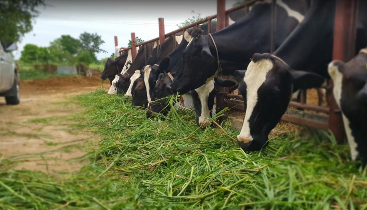 Centre approves cattle feed plant in Meghalaya