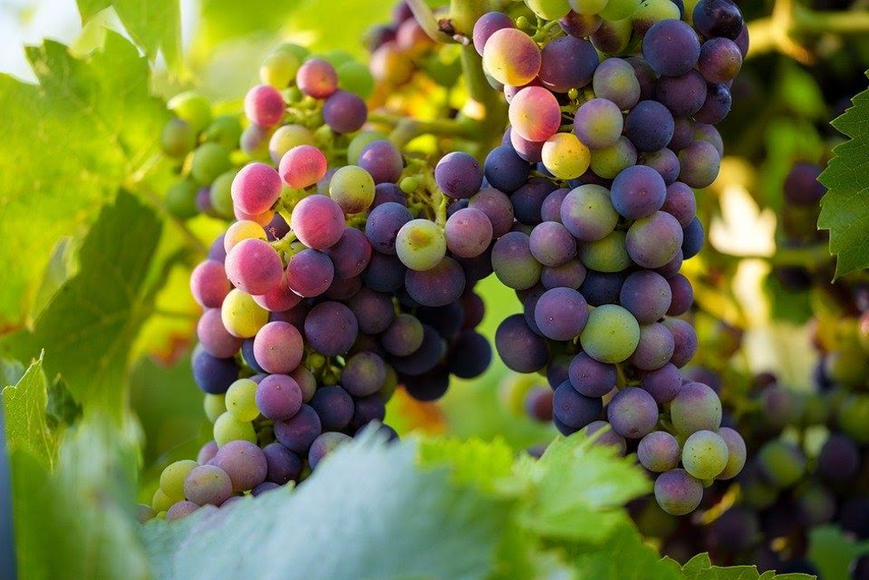 Grapevine NENY Area 48