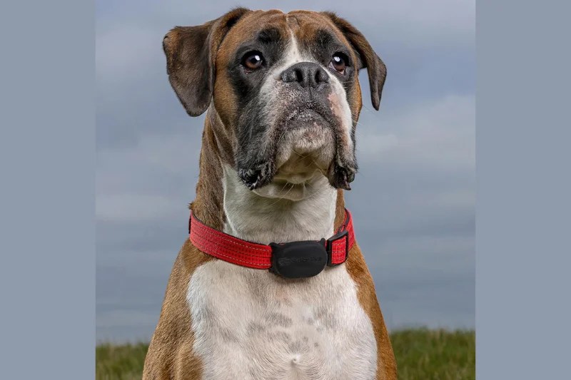 Best Dog Trackers of 2020 GPS, Activity, and More