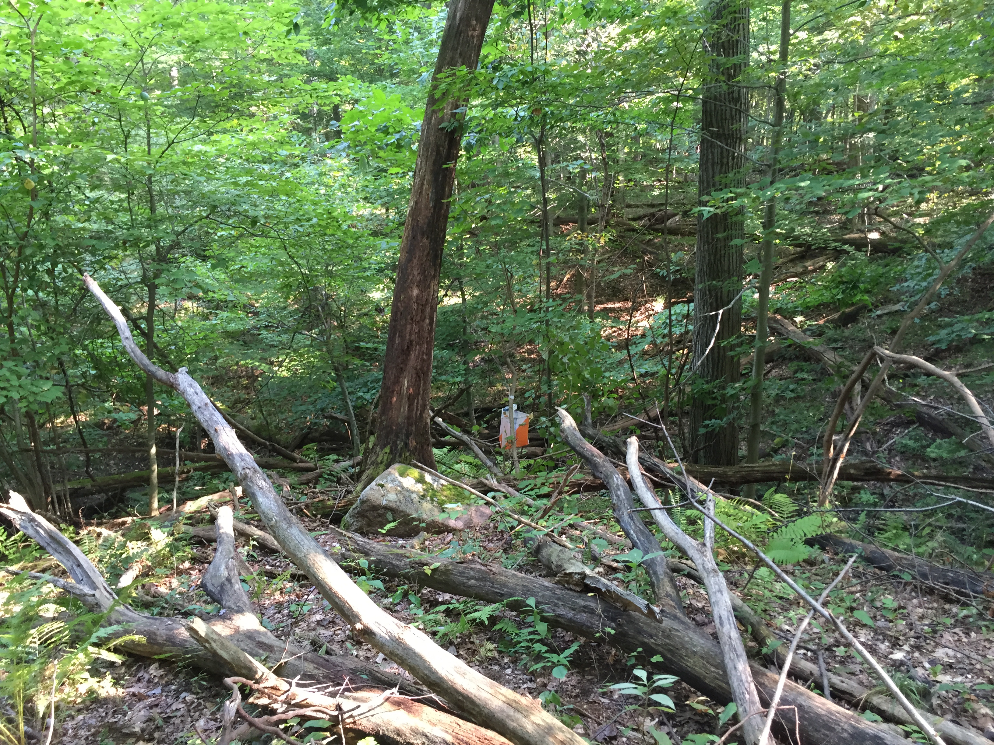 Control 44_1_Boulder – Northeastern Ohio Orienteering Club