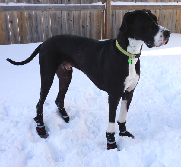 Neoprene Orthopaedic High Performance™ Outdoor Shoes / Dog Boots XS to XXL