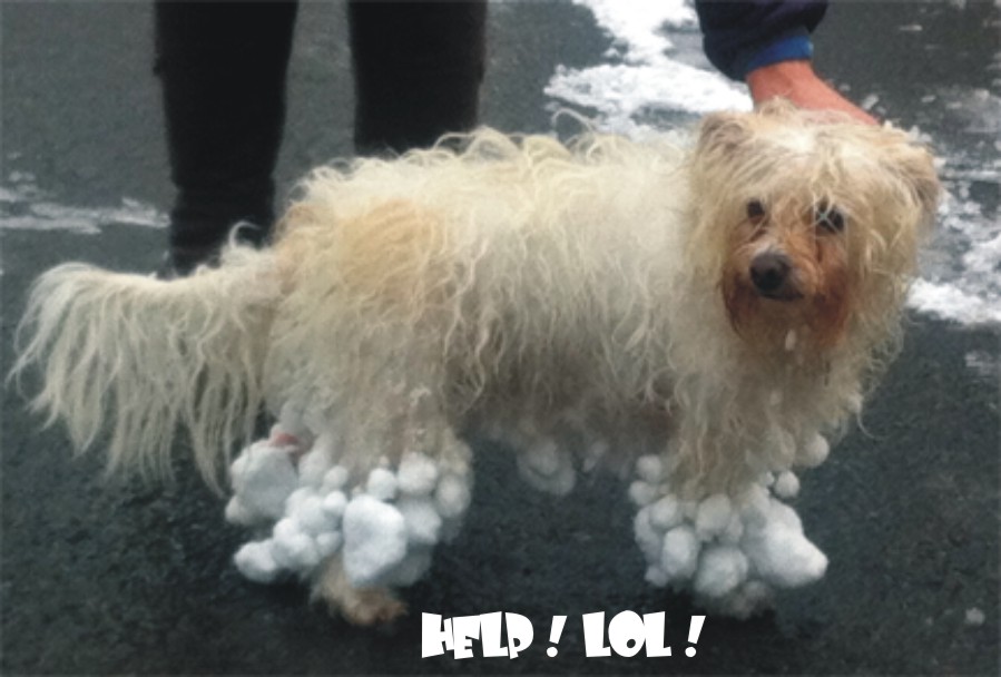 Neoprene Orthopaedic High Performance™ Outdoor Shoes / Dog Boots XS to XXL