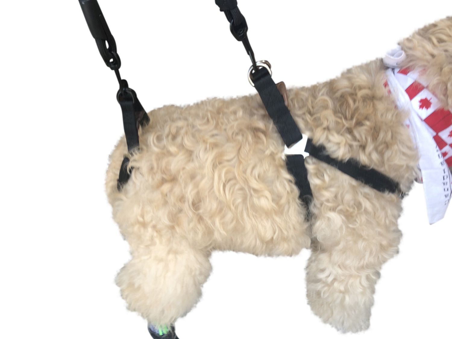 EZUP Harness™ NEOPAWS