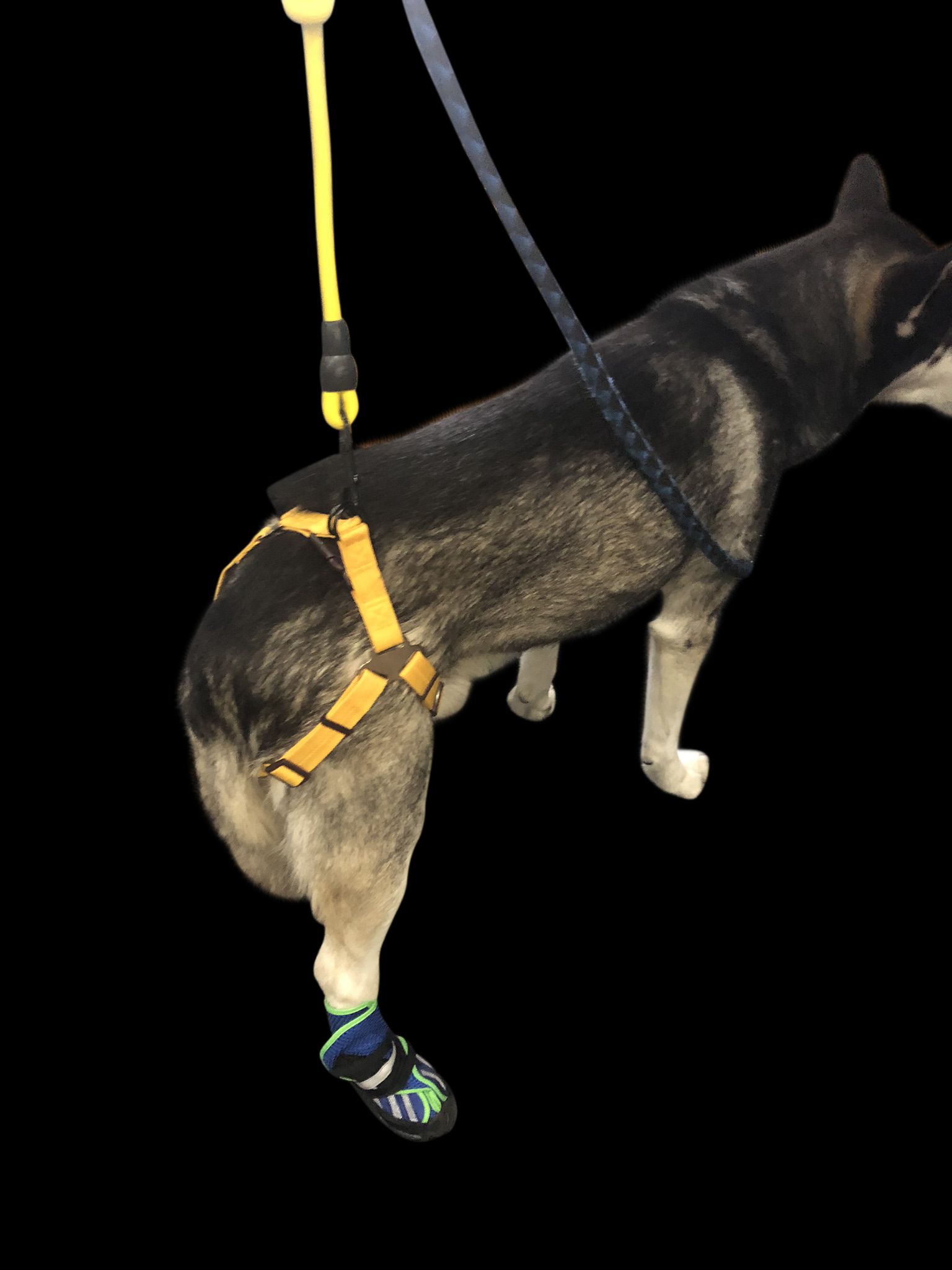 EZUP Harness™ NEOPAWS