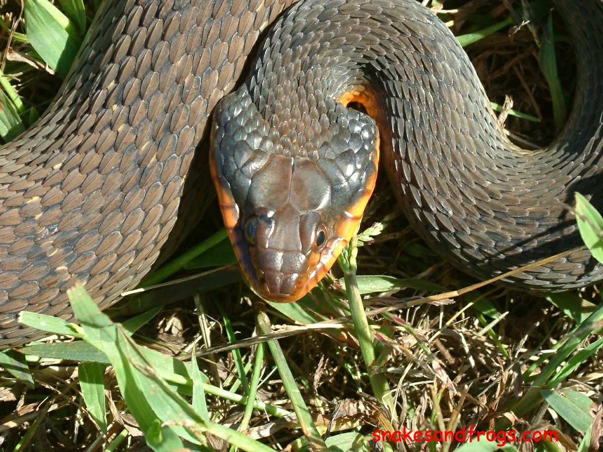 Plainbelly Water Snake Page