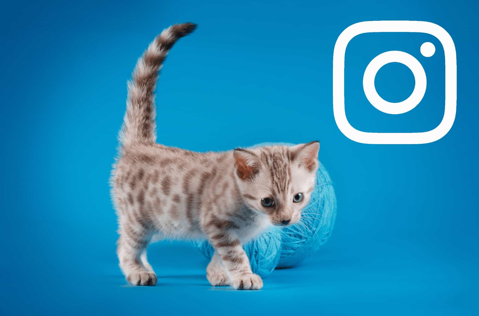 Top 10 Cats on Instagram (Updated) NeoReach Blog