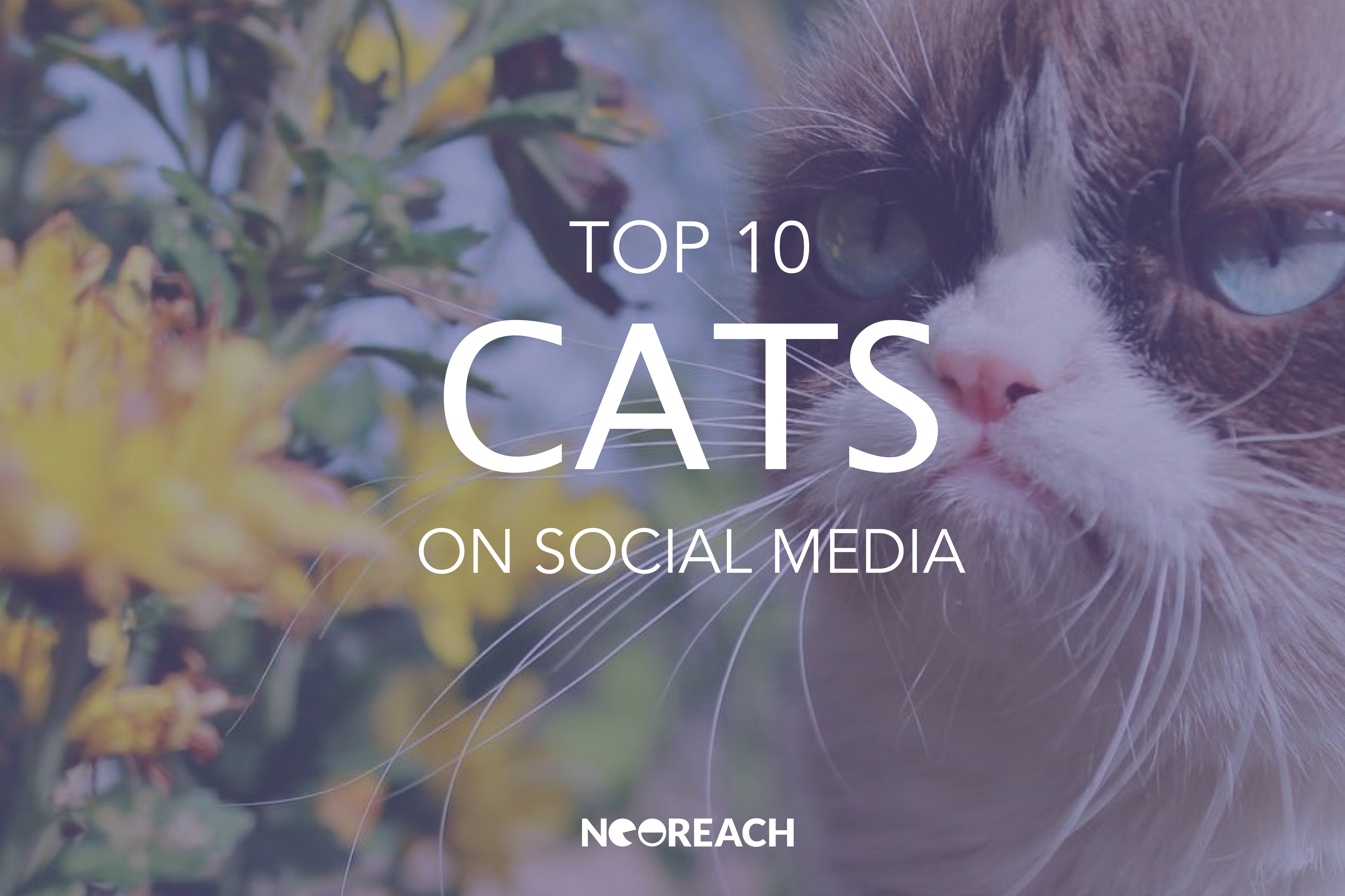 Top Cats on Instagram NeoReach Influencer Marketing Platform