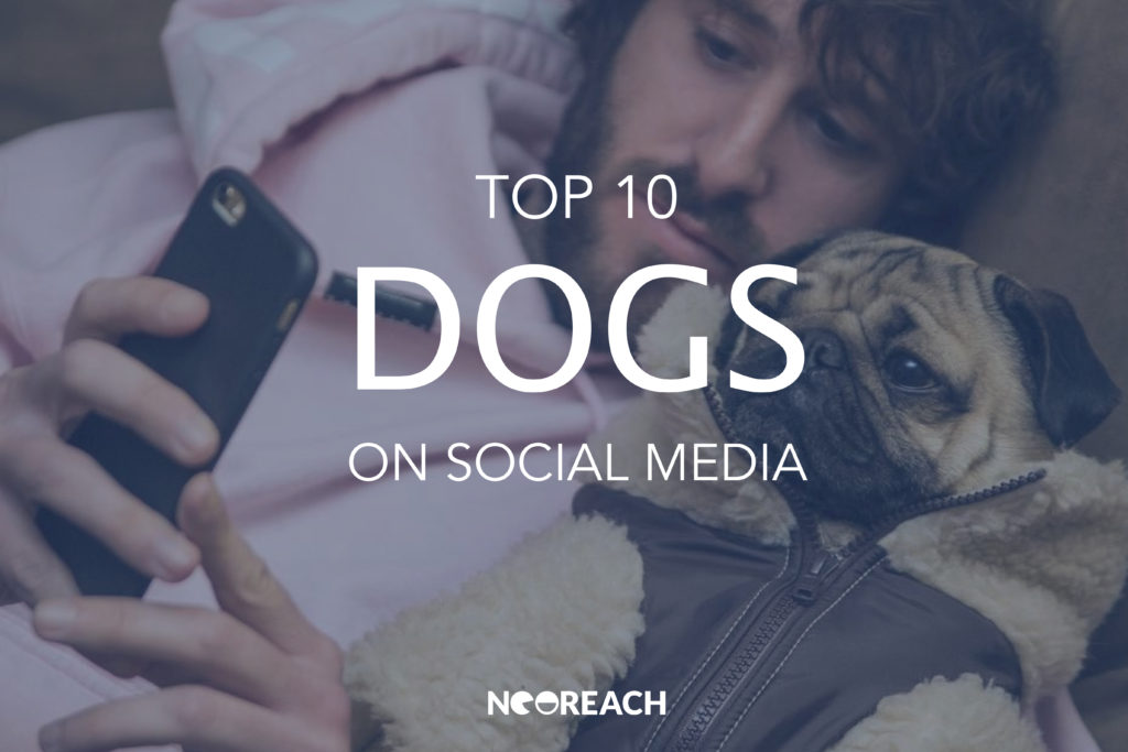 Top Dogs on Social Media NeoReach Influencer Marketing