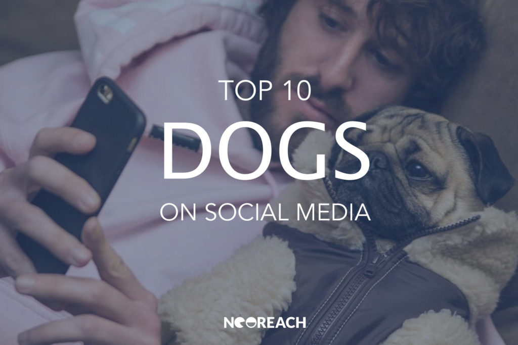 Top Dogs on Social Media NeoReach Influencer Marketing