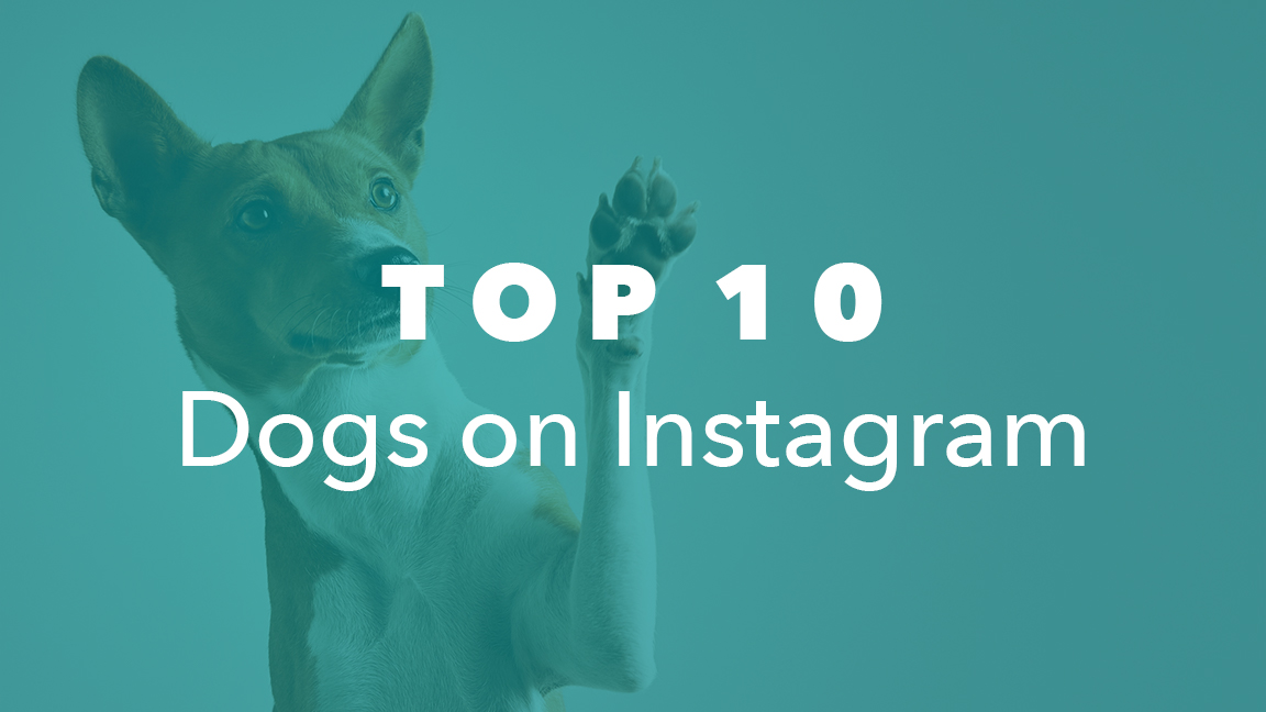 Top 10 Dogs on Instagram NeoReach Blog Influencer Marketing