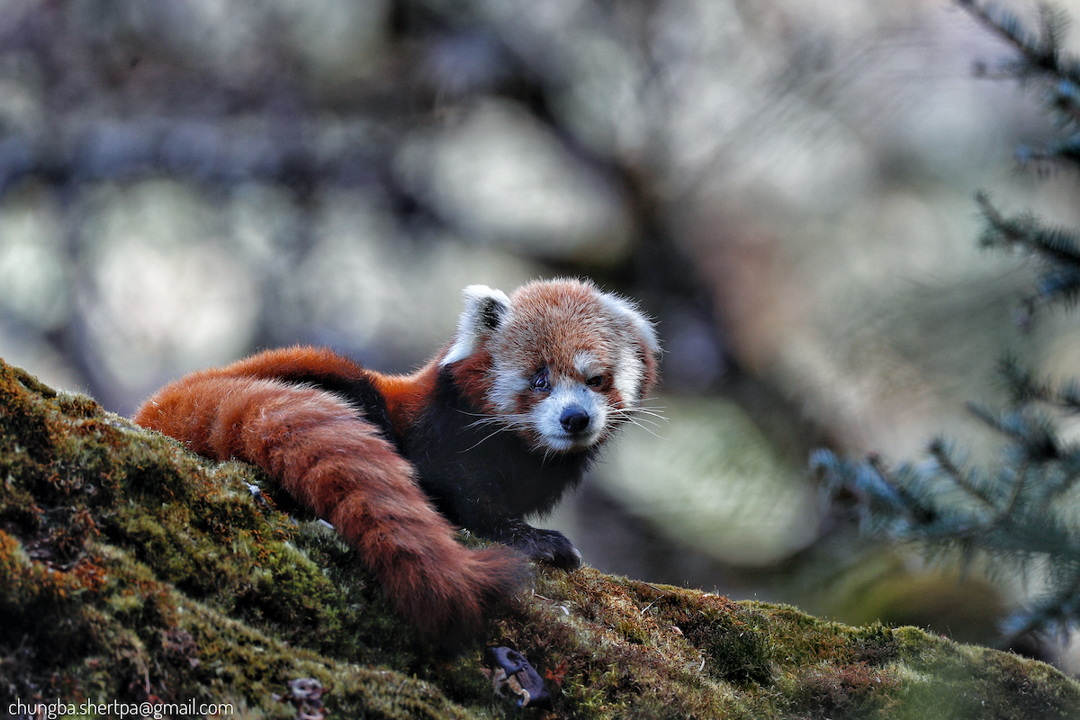 Red panda numbers are rising in Nepal Nepal 8th Wonder