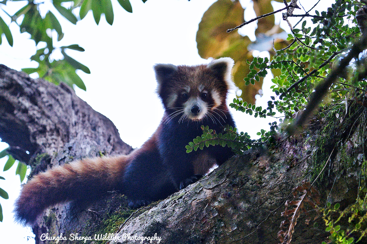 Red panda numbers are rising in Nepal Nepal 8th Wonder