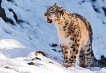 कञ्चनजंगाको संरक्षण : ‘डन्ट वरी’