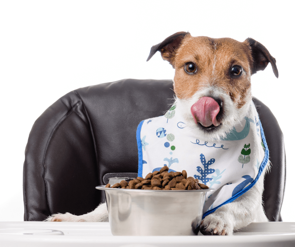 How To Choose A Dog Food A Guide On Dog Food Nutrition
