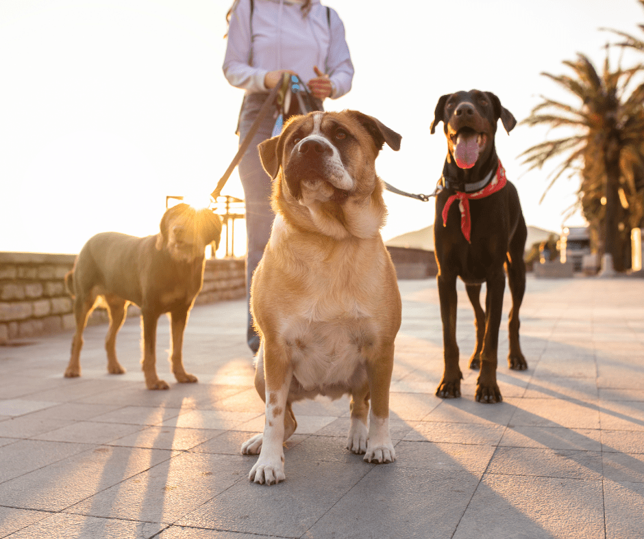 Dog Walking Safety Tips A Guide To Safe Dog Walking