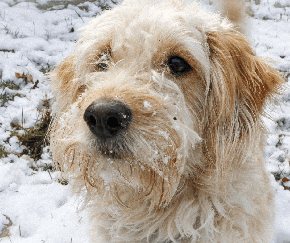 Do Pets Get Cold? How Our Pets Handle Cold Temperatures